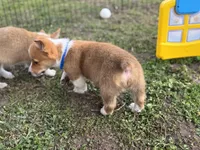 Stetson 💙, a male Pembroke Welsh Corgi for sale in Madison, FL – Photo 9 of 9