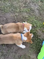 Stetson 💙, a male Pembroke Welsh Corgi for sale in Madison, FL – Photo 7 of 9
