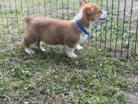 Stetson 💙, a male Pembroke Welsh Corgi for sale in Madison, FL – Photo 4 of 9
