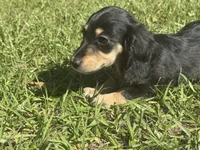 Lilly •Black & Cream•, a female Miniature Dachshund for sale in Madison, FL – 7 of 7