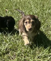 Mable •Chocolate & Cream•, a female Miniature Dachshund for sale in Madison, FL – 6 of 8