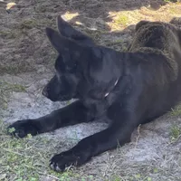 Bell 🩷 AKC, a female German Shepherd Dog for sale in Madison, FL – Photo 6 of 7