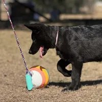 Bell 🩷 AKC, a female German Shepherd Dog for sale in Madison, FL – Photo 2 of 7