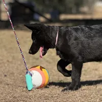 Bell 🩷, a female German Shepherd Dog for sale in Madison, FL – Photo 1 of 7