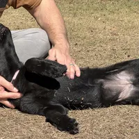 Bell 🩷 AKC, a female German Shepherd Dog for sale in Madison, FL – Photo 7 of 7