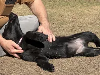 Bell 🩷, a female German Shepherd Dog for sale in Madison, FL – Photo 7 of 7