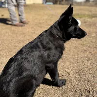 Bell 🩷 AKC, a female German Shepherd Dog for sale in Madison, FL – Photo 1 of 7