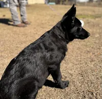 Bell 🩷, a female German Shepherd Dog for sale in Madison, FL – Photo 6 of 7