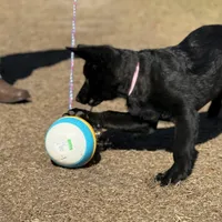 Bell 🩷 AKC, a female German Shepherd Dog for sale in Madison, FL – Photo 4 of 7