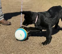 Bell 🩷, a female German Shepherd Dog for sale in Madison, FL – Photo 3 of 7