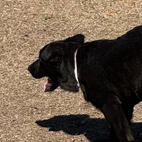 Bell 🩷 AKC, a female German Shepherd Dog for sale in Madison, FL – Photo 3 of 7