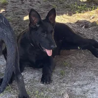 Bell 🩷 AKC, a female German Shepherd Dog for sale in Madison, FL – Photo 5 of 7
