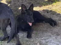 Bell 🩷, a female German Shepherd Dog for sale in Madison, FL – Photo 5 of 7