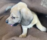 Winston- AKC, a male Miniature Dachshund for sale in Madison, FL – Photo 5 of 9