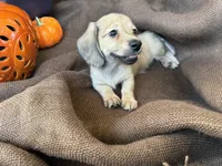 Winston- AKC, a male Miniature Dachshund for sale in Madison, FL – Photo 9 of 9