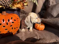 Winston- AKC, a male Miniature Dachshund for sale in Madison, FL – Photo 2 of 9