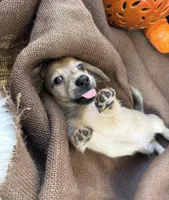 Winston- AKC, a male Miniature Dachshund for sale in Madison, FL – Photo 4 of 9