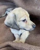 Winston- AKC, a male Miniature Dachshund for sale in Madison, FL – Photo 7 of 9