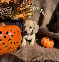 Winston- AKC, a male Miniature Dachshund for sale in Madison, FL – Photo 6 of 9