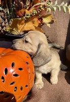 Winston- AKC, a male Miniature Dachshund for sale in Madison, FL – Photo 3 of 9