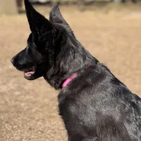 Kiki 🩷 AKC , a female German Shepherd Dog for sale in Madison, FL – Photo 1 of 6