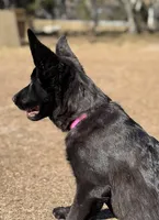 Kiki 🩷, a female German Shepherd Dog for sale in Madison, FL – Photo 1 of 6