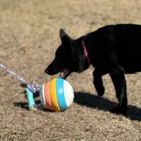 Kiki 🩷 AKC , a female German Shepherd Dog for sale in Madison, FL – Photo 2 of 6