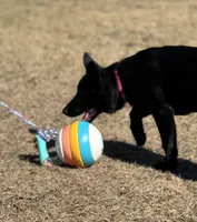 Kiki 🩷, a female German Shepherd Dog for sale in Madison, FL – Photo 2 of 6
