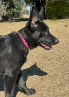 Kiki 🩷, a female German Shepherd Dog for sale in Madison, FL – Photo 5 of 6