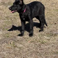 Kiki 🩷 AKC , a female German Shepherd Dog for sale in Madison, FL – Photo 3 of 6
