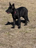 Kiki 🩷, a female German Shepherd Dog for sale in Madison, FL – Photo 3 of 6