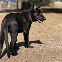 Kiki 🩷 AKC , a female German Shepherd Dog for sale in Madison, FL – Photo 4 of 6