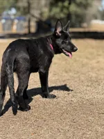 Kiki 🩷, a female German Shepherd Dog for sale in Madison, FL – Photo 4 of 6