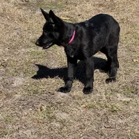 Kiki 🩷 AKC , a female German Shepherd Dog for sale in Madison, FL – Photo 6 of 6