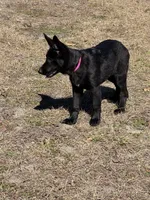 Kiki 🩷, a female German Shepherd Dog for sale in Madison, FL – Photo 6 of 6