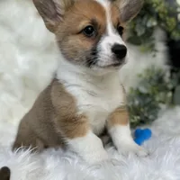 Ryder (Pending), a male Pembroke Welsh Corgi for sale in Madison, FL – Photo 7 of 10