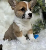 Ryder (Pending), a male Pembroke Welsh Corgi for sale in Madison, FL – Photo 7 of 10