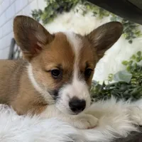 Ryder (Pending), a male Pembroke Welsh Corgi for sale in Madison, FL – Photo 10 of 10