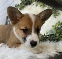 Ryder (Pending), a male Pembroke Welsh Corgi for sale in Madison, FL – Photo 10 of 10
