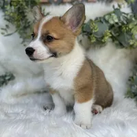 Ryder (Pending), a male Pembroke Welsh Corgi for sale in Madison, FL – Photo 2 of 10