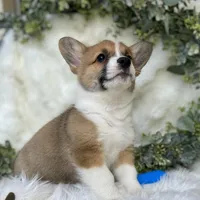 Ryder (Pending), a male Pembroke Welsh Corgi for sale in Madison, FL – Photo 6 of 10