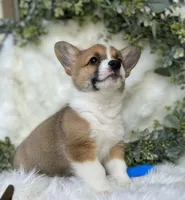 Ryder (Pending), a male Pembroke Welsh Corgi for sale in Madison, FL – Photo 6 of 10