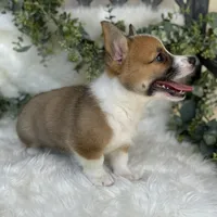 Ryder (Pending), a male Pembroke Welsh Corgi for sale in Madison, FL – Photo 8 of 10