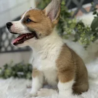 Ryder (Pending), a male Pembroke Welsh Corgi for sale in Madison, FL – Photo 3 of 10