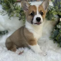 Ryder (Pending), a male Pembroke Welsh Corgi for sale in Madison, FL – Photo 1 of 10