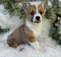 Ryder (Pending), a male Pembroke Welsh Corgi for sale in Madison, FL – Photo 1 of 10