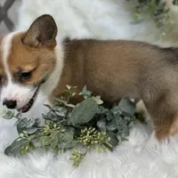Ryder (Pending), a male Pembroke Welsh Corgi for sale in Madison, FL – Photo 9 of 10