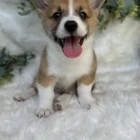 Ryder (Pending), a male Pembroke Welsh Corgi for sale in Madison, FL – Photo 5 of 10