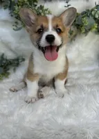 Ryder (Pending), a male Pembroke Welsh Corgi for sale in Madison, FL – Photo 5 of 10