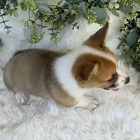 Ryder (Pending), a male Pembroke Welsh Corgi for sale in Madison, FL – Photo 4 of 10